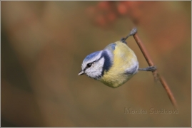 <p>SÝKORA MODŘINKA (Cyanistes caeruleus)</p>